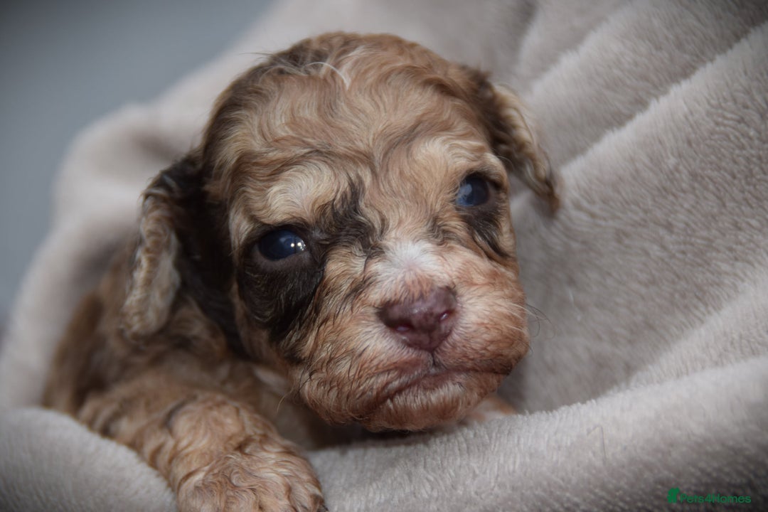 Cockapoo dogs for sale: American cockapoos (yankydoodles)  - Advert 20