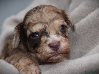 Cockapoo dogs American cockapoos (yankydoodles) - Advert 4