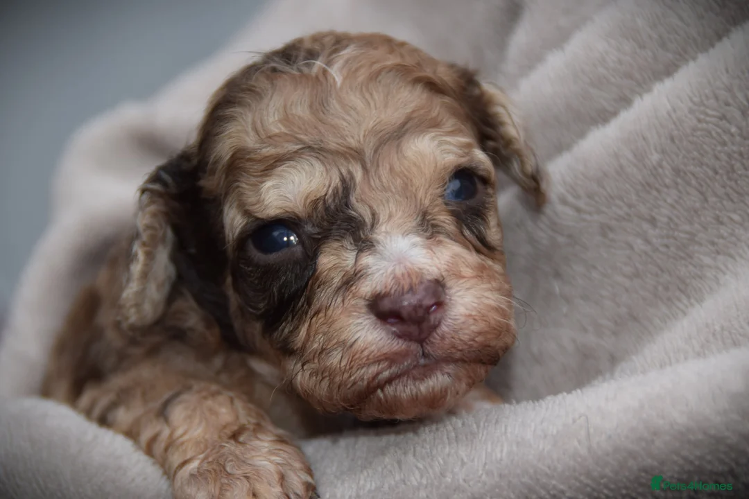 Cockapoo dogs for sale:  cockapoo one beautiful blacl and white girl left - Advert 13