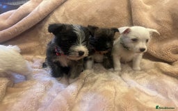 Mixed Breed dogs for sale: Westie x jack russels  - Image 3
