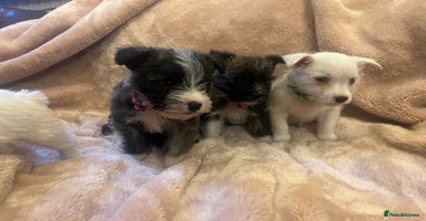 Mixed Breed dogs - Advert 12