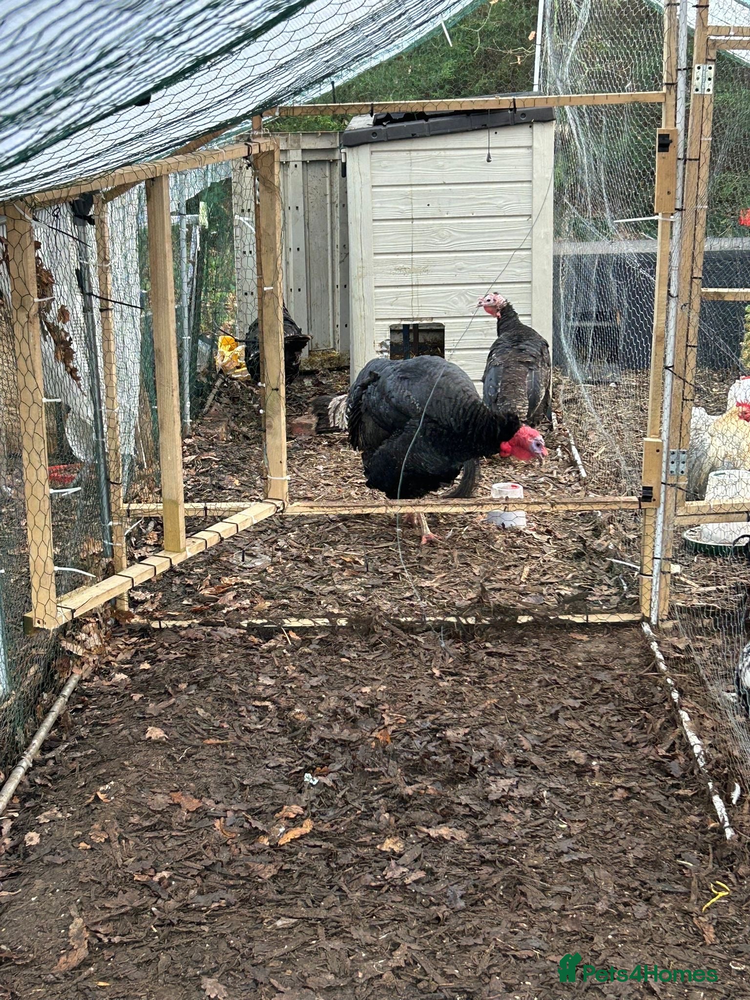 Turkeys poultry Trio of black/bronze turkeys - Advert 1