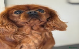 Cavalier King Charles Spaniel dogs for stud: Fully Health Tested Cavalier King Charles Stud in Prudhoe - Image 1