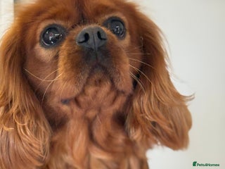 Cavalier King Charles Spaniel dogs in Prudhoe - Advert 5