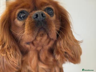 Cavalier King Charles Spaniel dogs Fully Health Tested Cavalier King Charles Stud in Prudhoe - Advert 3