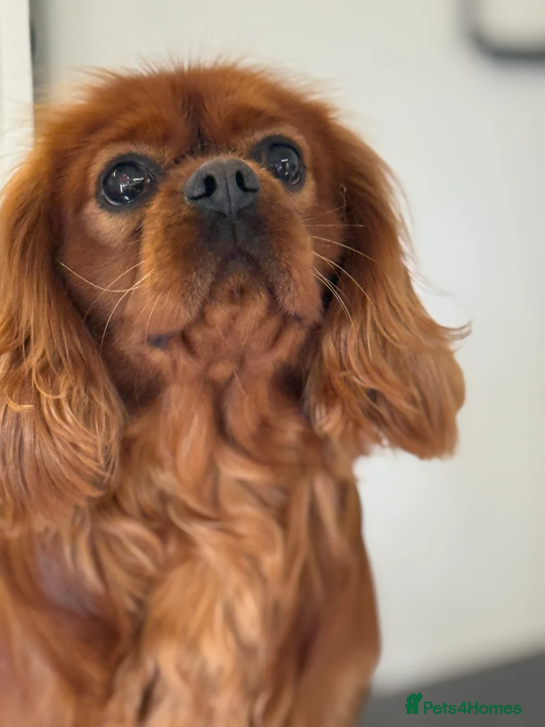 Cavalier King Charles Spaniel dogs for stud: Fully Health Tested Cavalier King Charles Stud in Prudhoe - Advert 1