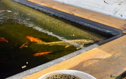 Koi Carp fish for sale: Koi carp for sale  in Stroud - Image 1