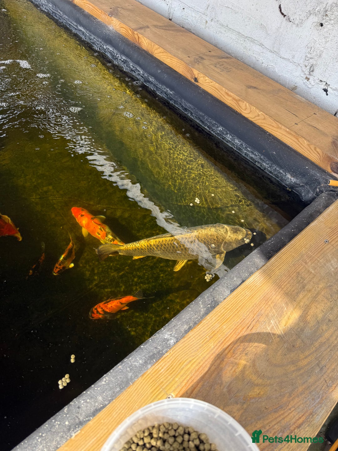Koi Carp fish for sale: Koi carp for sale  in Stroud - Image 1