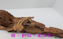 Gecko reptiles for sale: Adult Crested Geckos - Image 8