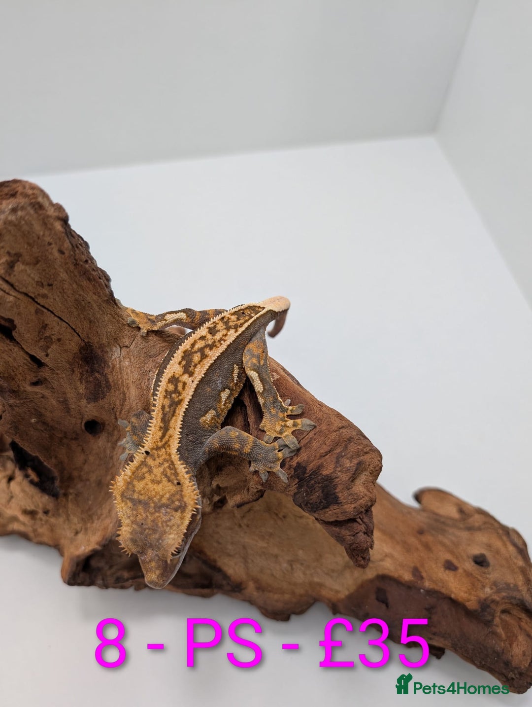 Gecko reptiles for sale: Adult Crested Geckos - Image 8