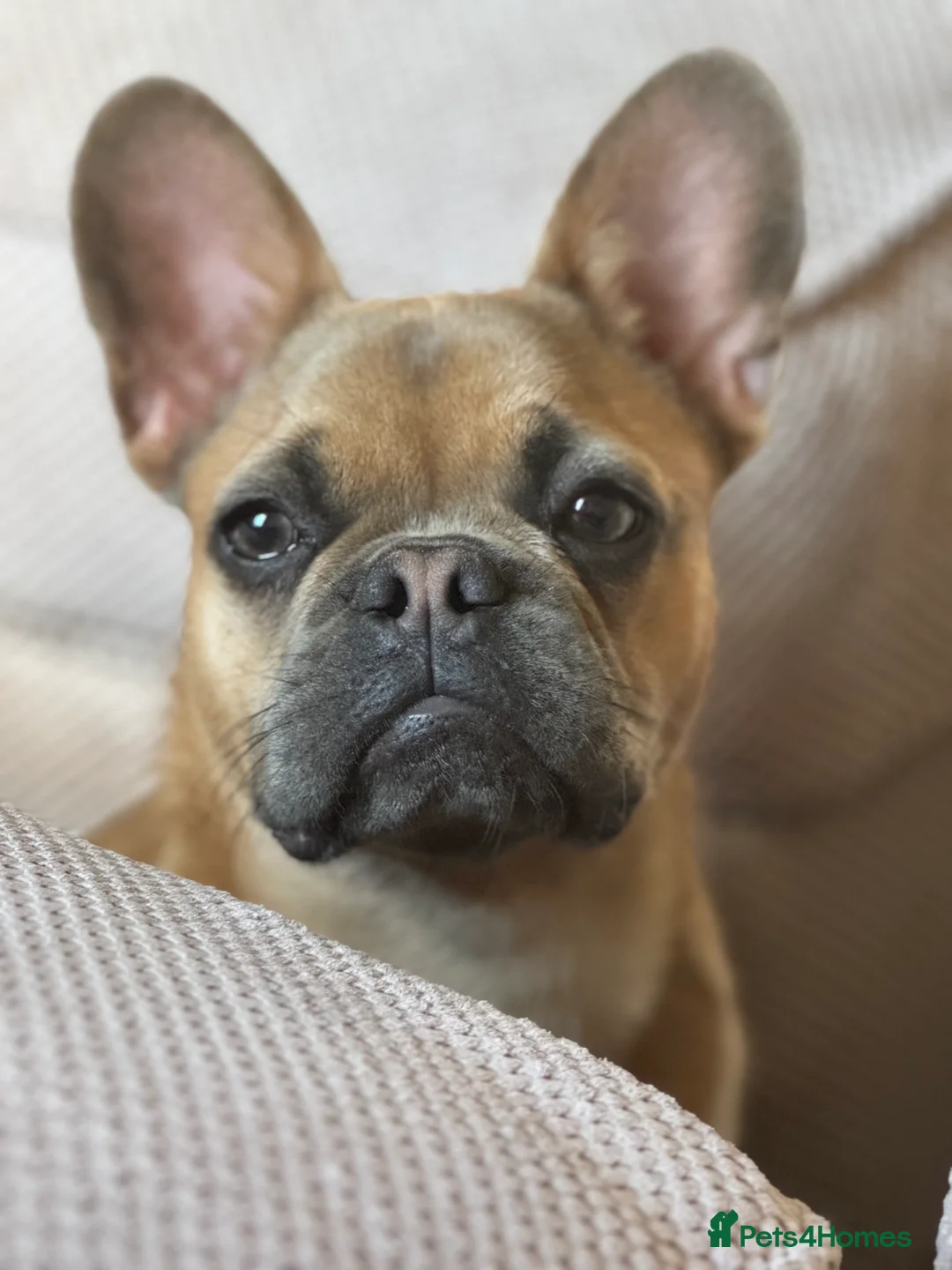 French Bulldog dogs for sale: Ted the French bulldog - Advert 4