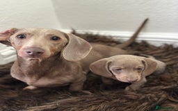 Miniature Dachshund dogs for sale: 🐾 Miniature Dachshund Puppies Isabella & Tan Boys - Image 2