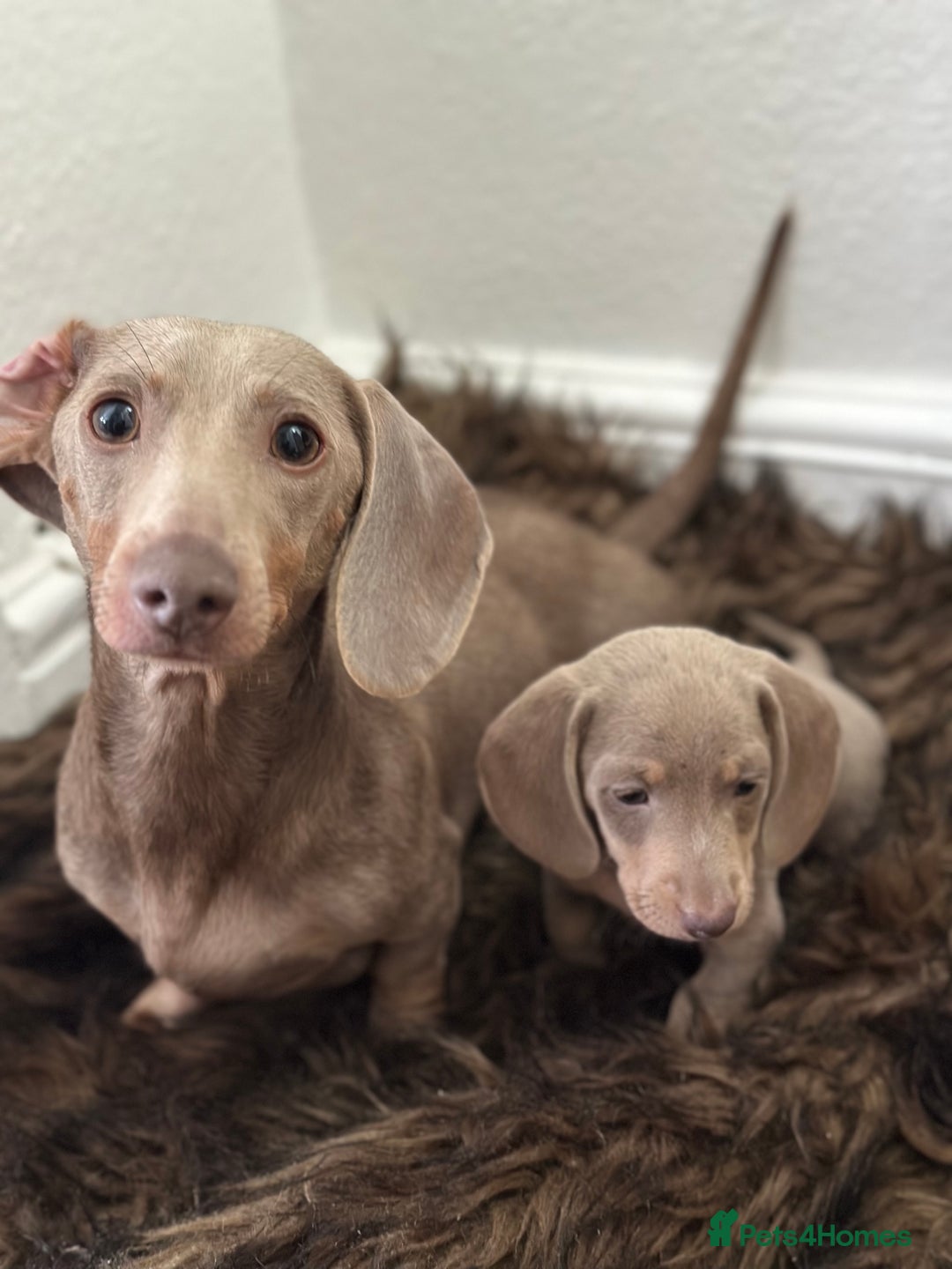 Miniature Dachshund dogs for sale: 🐾 Miniature Dachshund Puppies Isabella & Tan Boys - Image 2