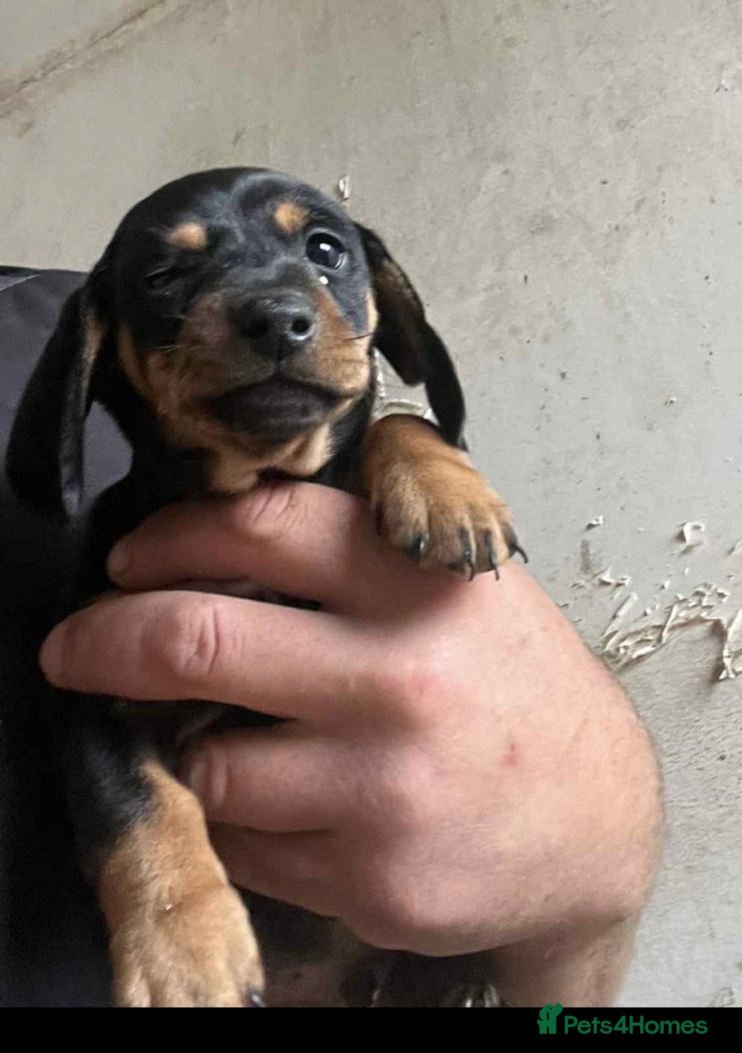 Dachshund dogs for sale: Dashounds pups  - Image 5
