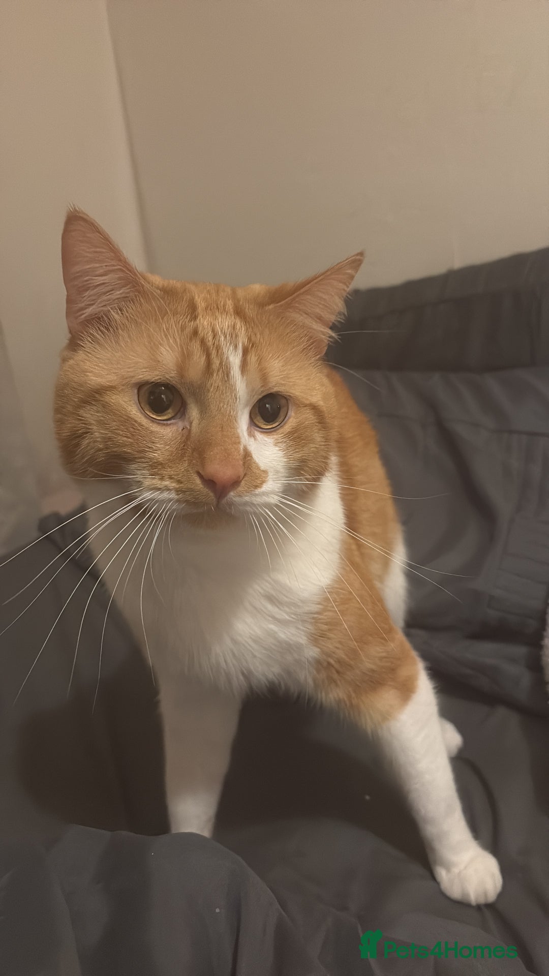 Domestic Shorthair cats for sale: Looking for a loving home!! - Image 4