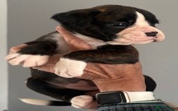Boxer dogs for sale: Boxer Puppies form Top Winning Show Kennel - Image 5