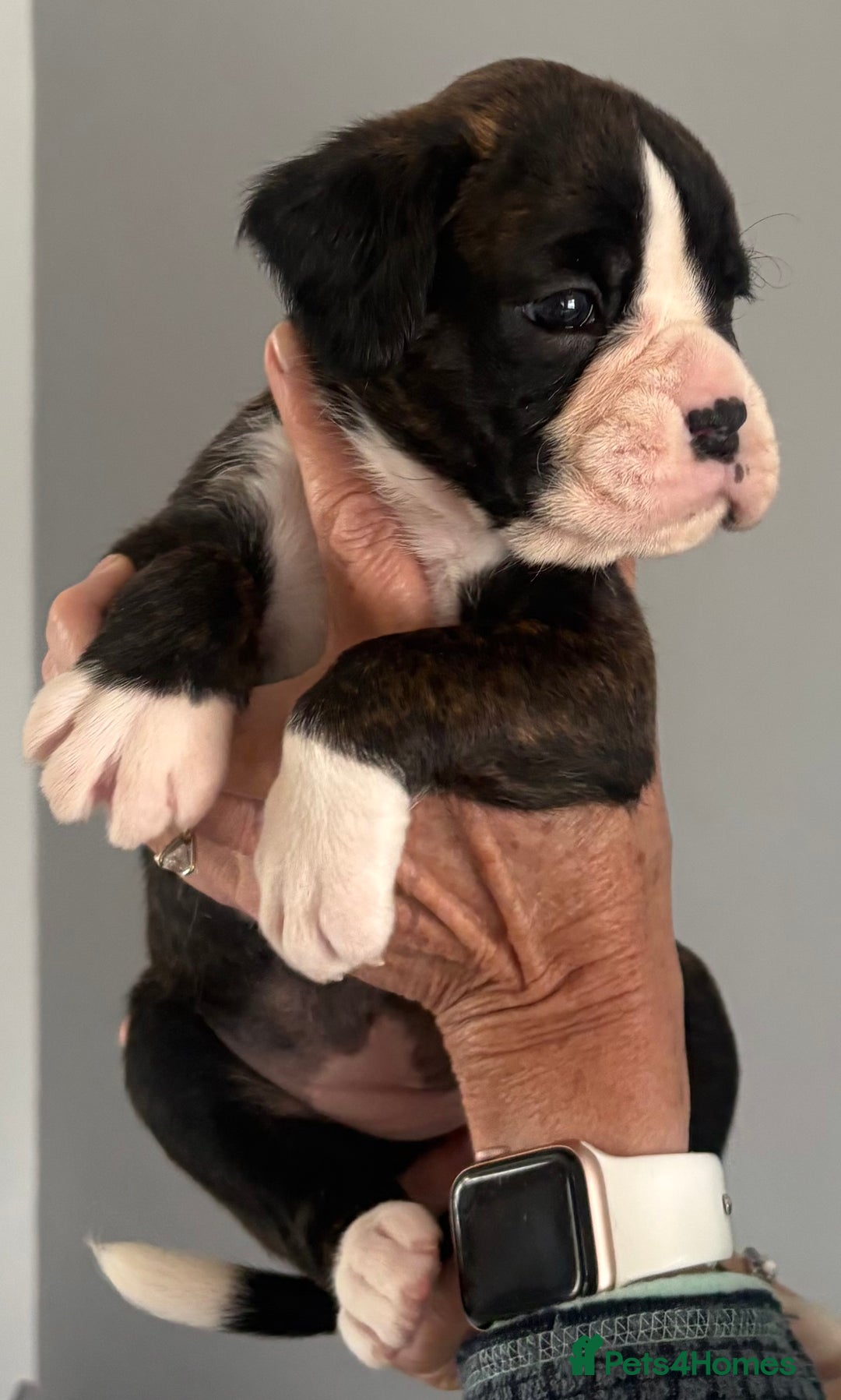 Boxer dogs for sale: Boxer Puppies form Top Winning Show Kennel - Image 5