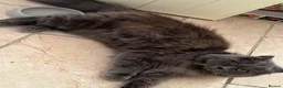 Maine Coon cats for sale: Maine coon x Persians kittens  - Advert 3