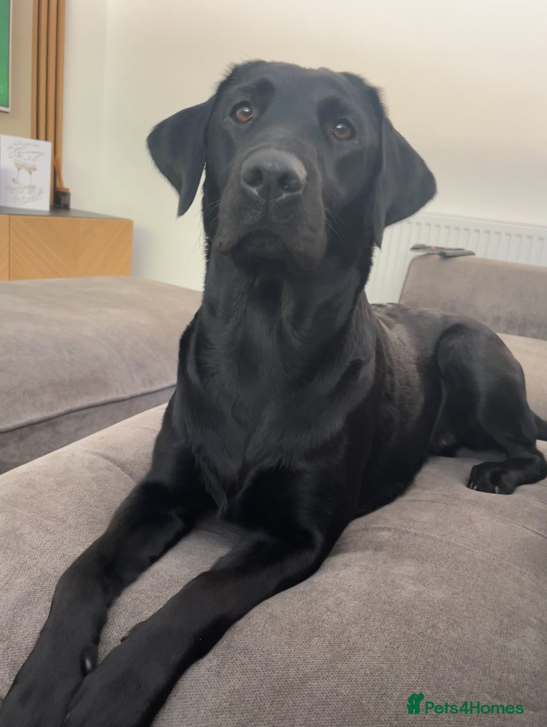 Labrador Retriever dogs for sale: 8 Outstanding KC Labrador Retriever Puppies - Advert 2