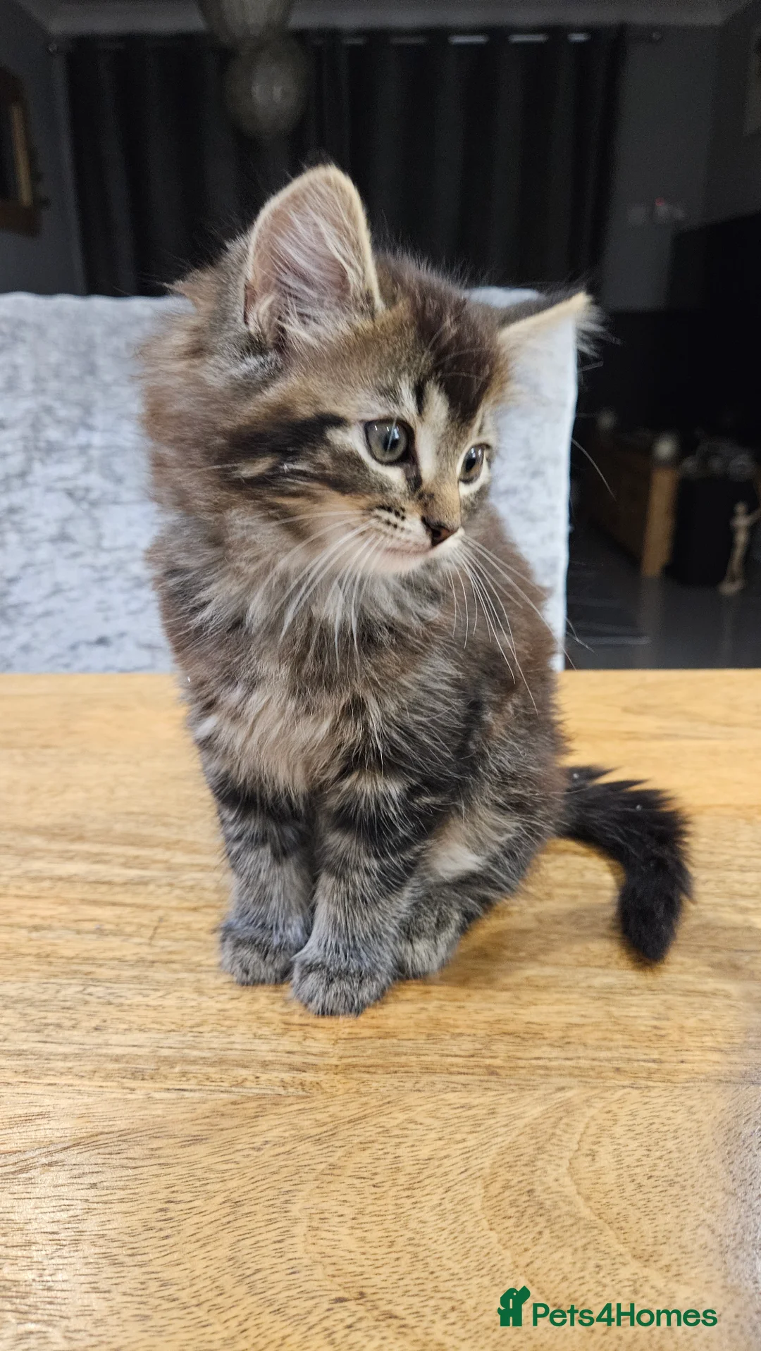 Mixed Breed cats for sale: Adorable kittens for sale 2x female 1x male - Advert 3