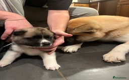 Akita dogs for sale:  Pure Bear-faced American Akita puppies - Image 16