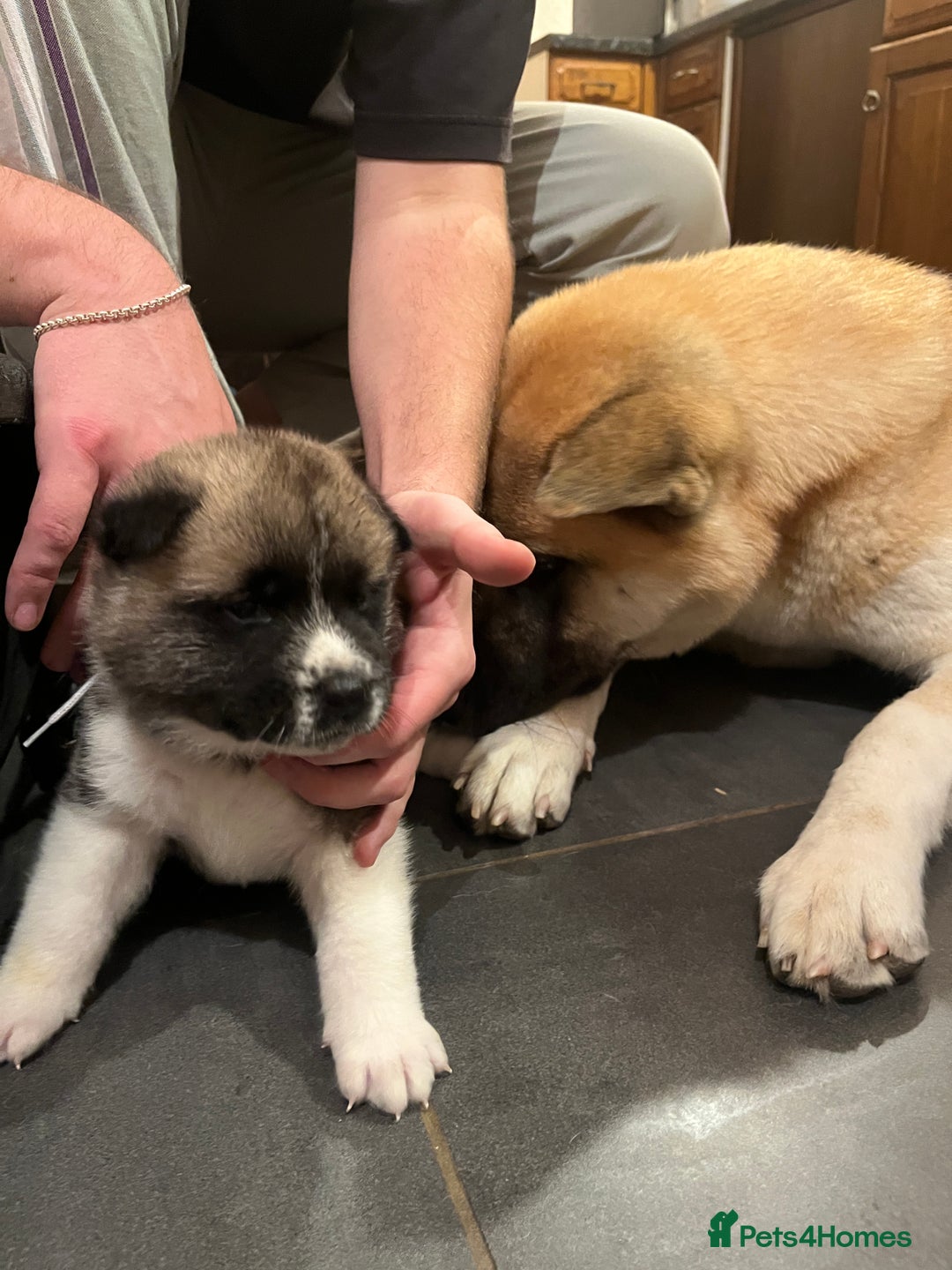 Akita dogs for sale:  Pure Bear-faced American Akita puppies - Image 16