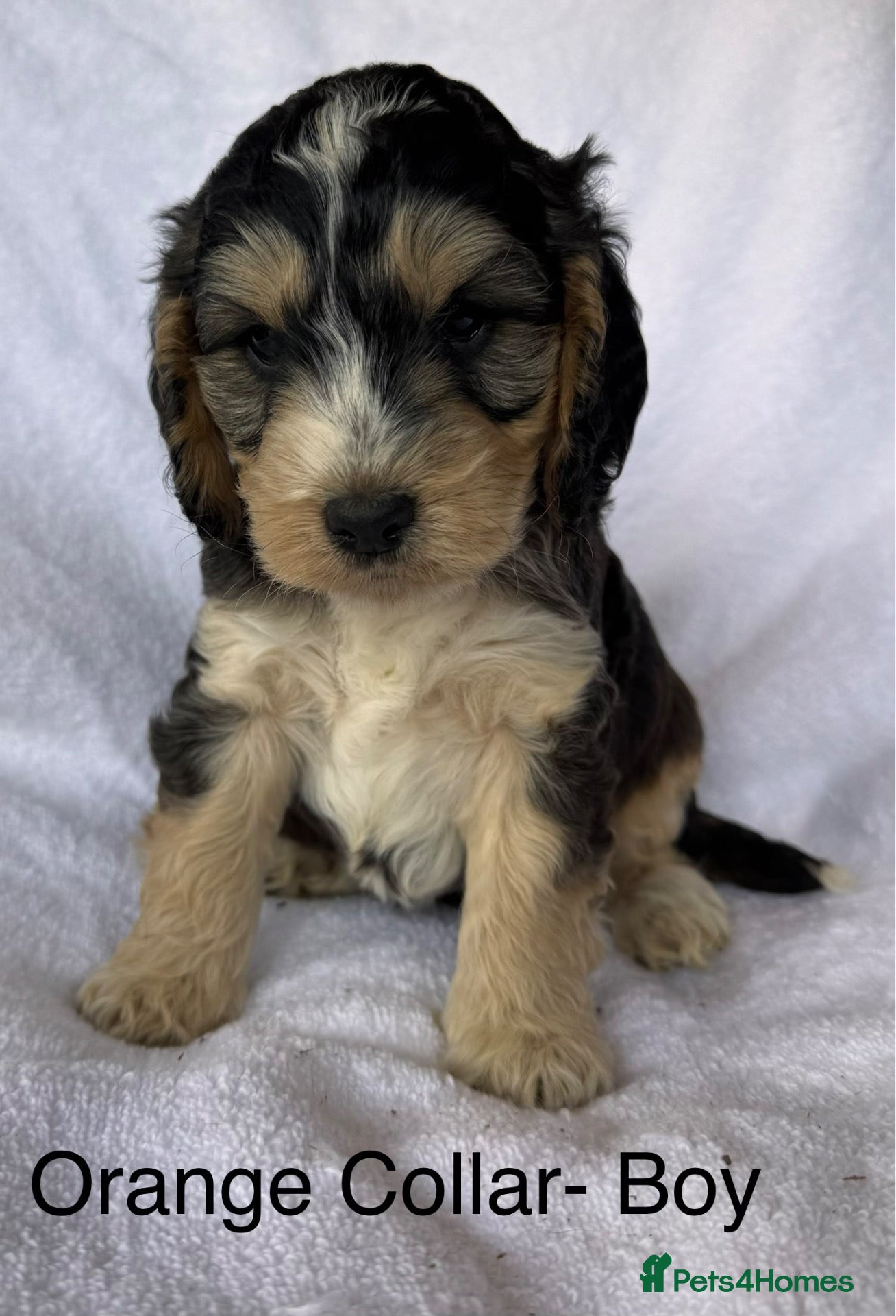Cockapoo dogs Adorable f1 cockapoos - Advert 2
