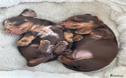 Dachshund dogs for sale: Mini daschunds  - Image 4