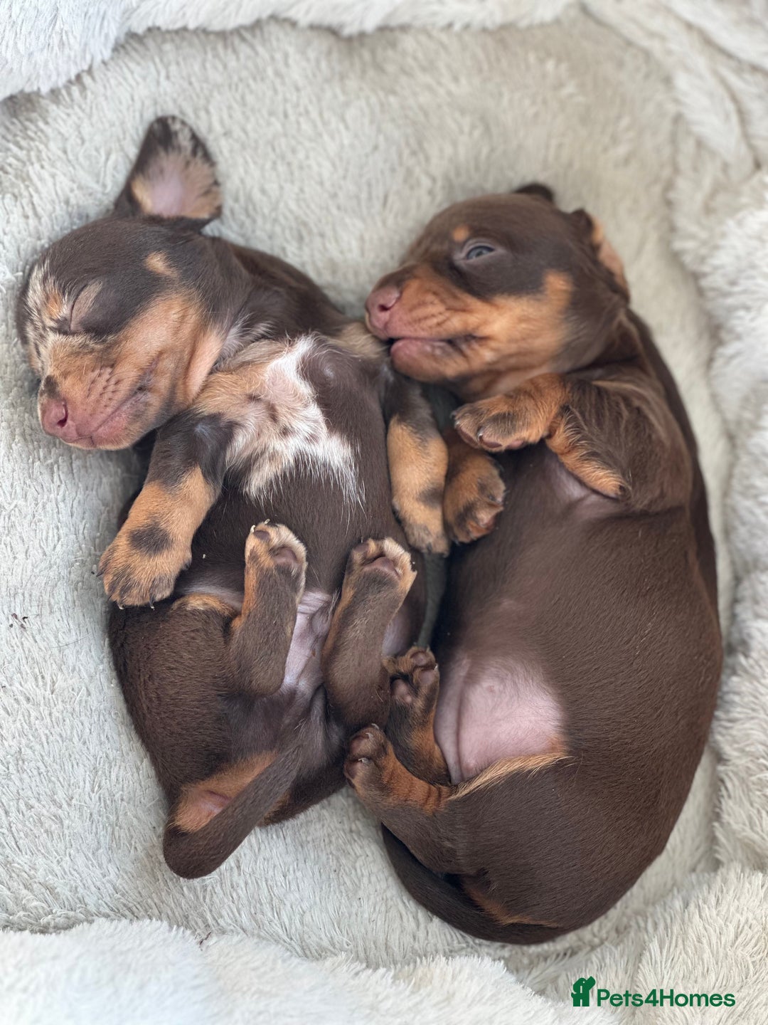 Dachshund dogs for sale: Mini daschunds  - Image 4