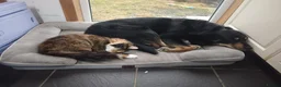 Mixed Breed dogs for stud: Strider Maclean in Isle of Barra - Advert 4
