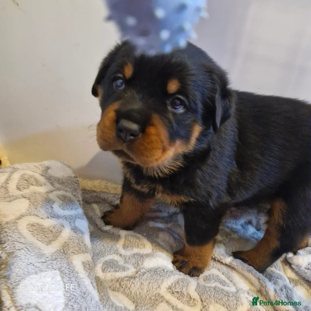 Rottweiler dogs for sale: LEGACY'S IN THE MAKING!! REX & MAGIC - Advert 8