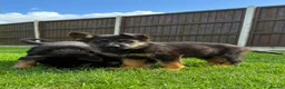 German Shepherd dogs for sale: Outstanding KC German Shepherd puppies - Advert 9