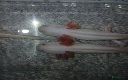 Other/Mixed Breed fish for sale: Dirty lucy/pie bald  - Image 4