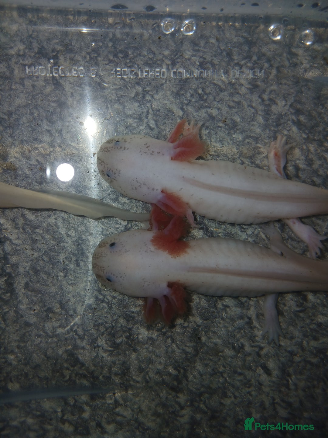 Other/Mixed Breed fish for sale: Dirty lucy/pie bald  - Image 4