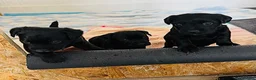 Patterjack dogs for sale: Patterjack puppies  in Chorley - Advert 7