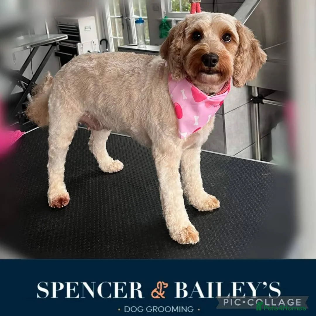 Cockapoo dogs for sale: Adult Female Cockapoo in Wigan - Advert 4