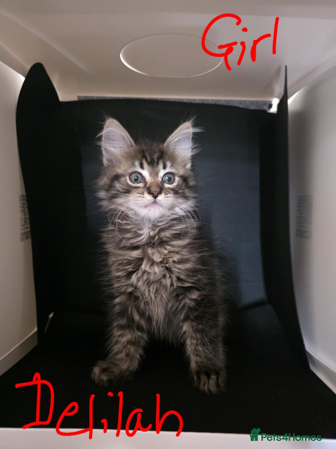 Ragcoon cats for sale: Mainecoon x Ragdoll kittens - Image 5