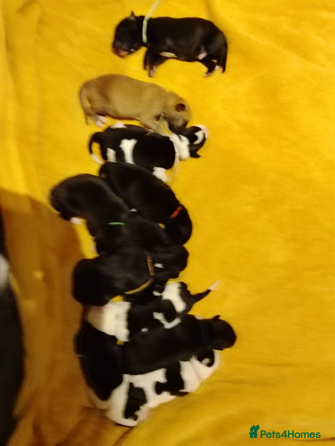 Borador dogs for sale: Beautiful litter of boradors  - Advert 2