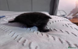 British Shorthair cats for sale: 2 Kittens left for sale! - Image 7