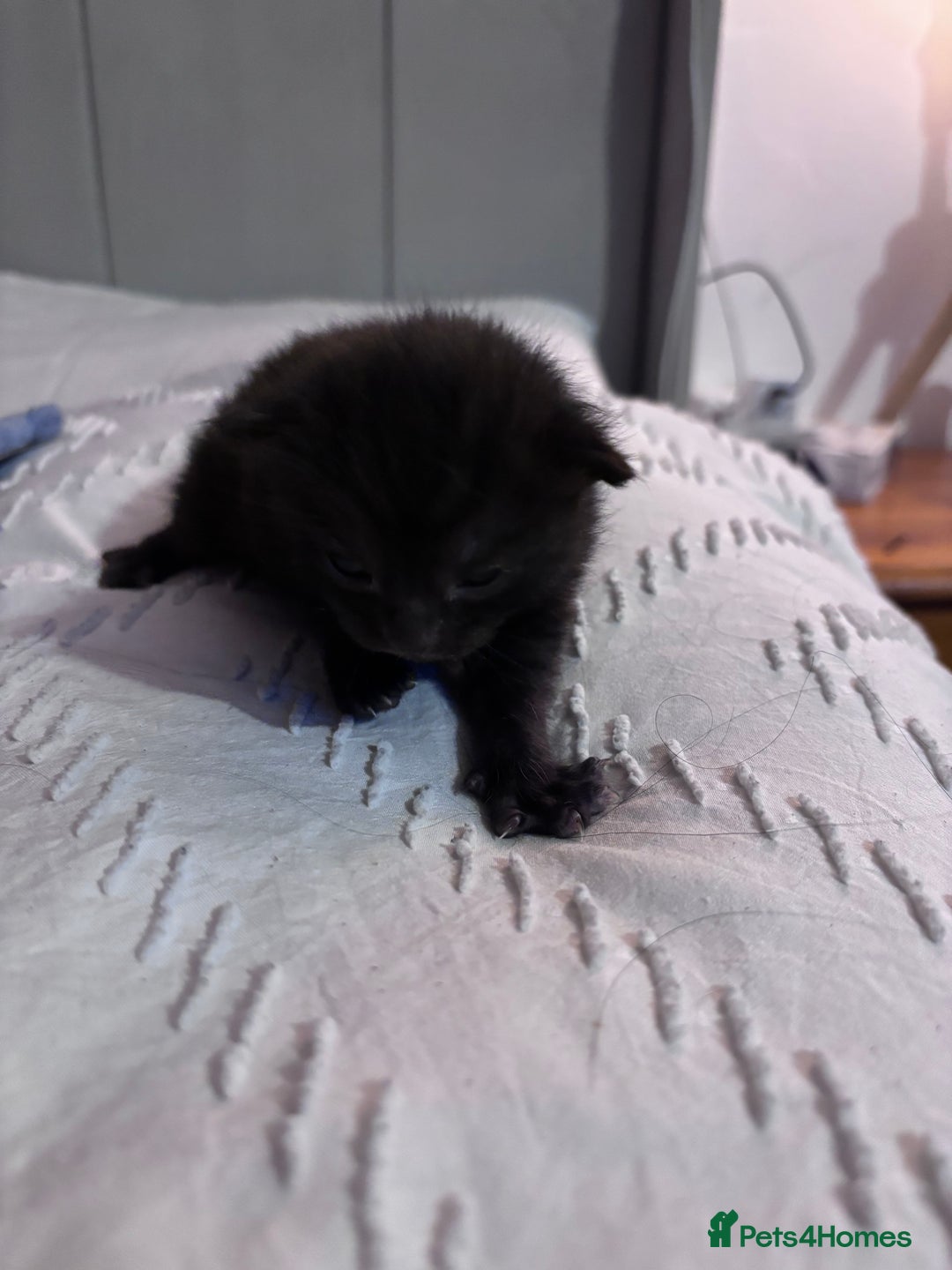 British Shorthair cats for sale: 2 Kittens left for sale! - Image 7