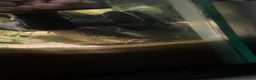 Loaches fish for sale: Two yoyo loaches  in Milton Keynes - Advert 3