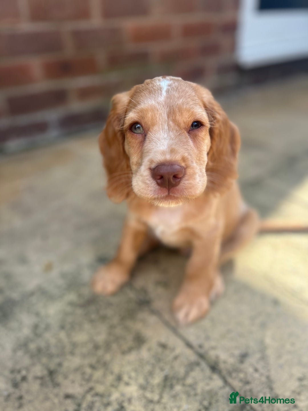 Cocker Spaniel dogs for sale: ONE LEFT - Ready to go - Beautiful Family-Raised - Image 4