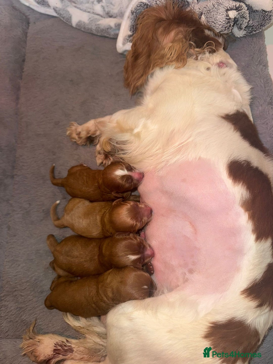 Cavapoo dogs for sale: 🐾 Tiny F1 Cavapoo Puppies – 3 Girls & 1 Boy! 🐾 - Image 22