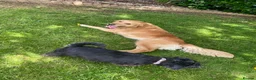 Golden Retriever dogs for sale: Beloved Golden Retriever for adoption  - Advert 5