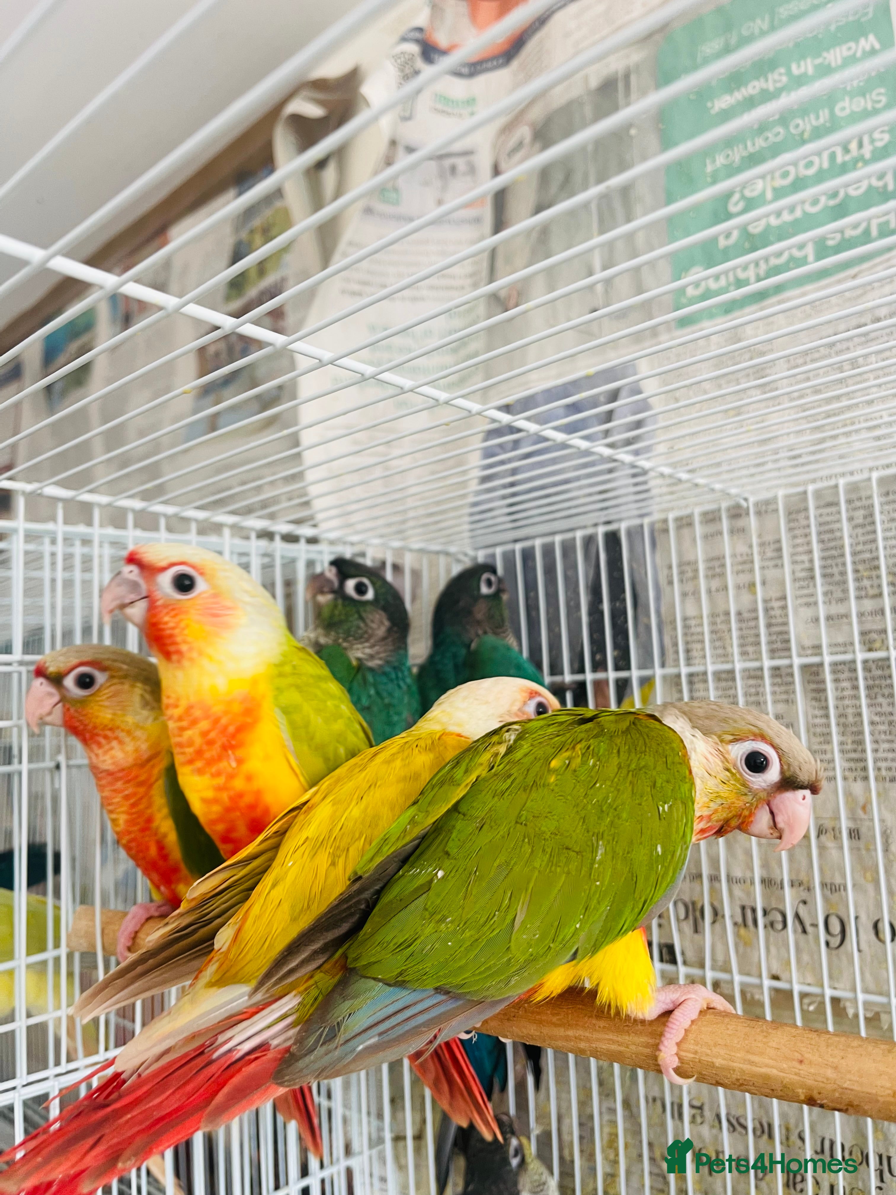 Conures birds Hand reared conure for sale  - Advert 2