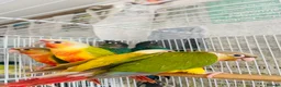 Conures birds for sale: Hand reared conure for sale  - Advert 1