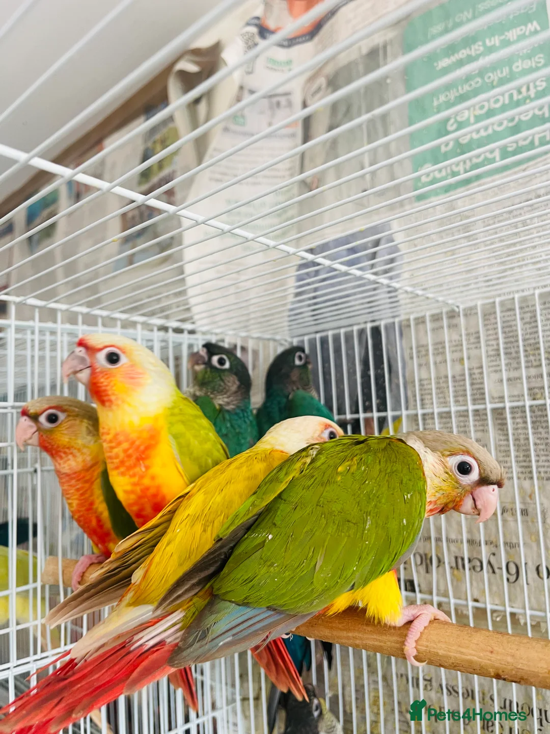 Conures birds for sale: Hand reared conure for sale  - Advert 1