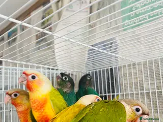 Conures birds Hand reared conure for sale - Advert 7