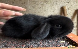 Mini Lop rabbits for sale: 2 amazing mini lops left  - Image 2