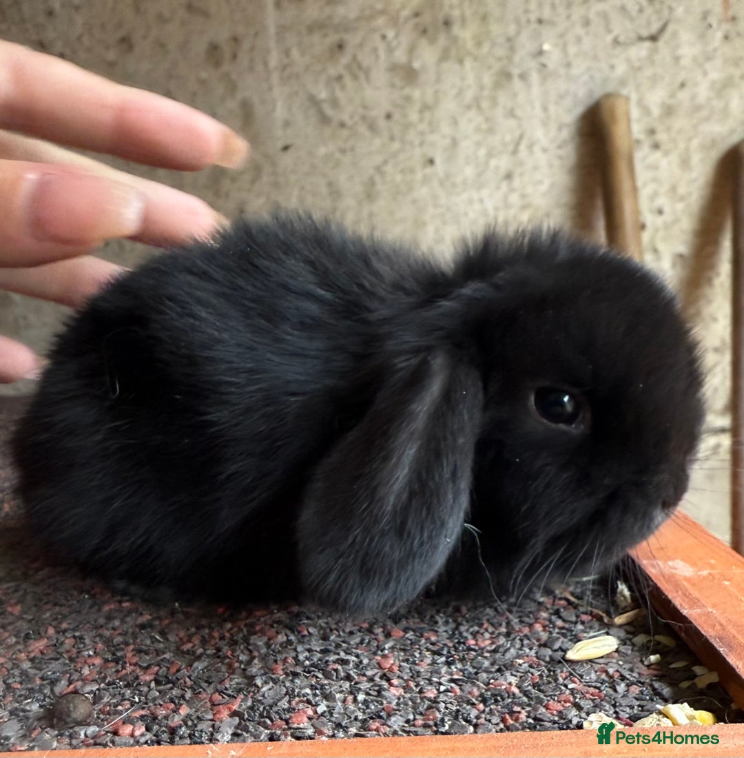 Mini Lop rabbits for sale: 2 amazing mini lops left  - Image 2